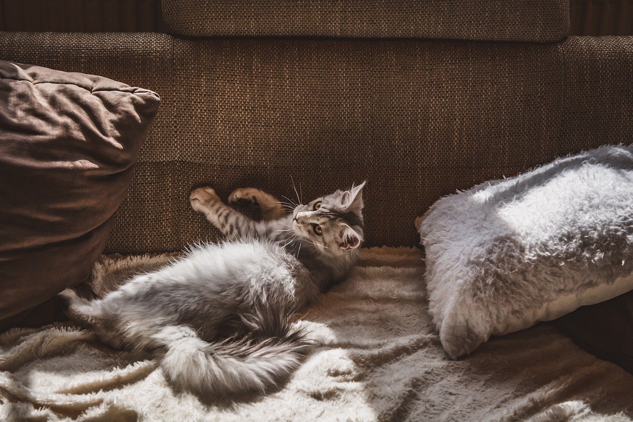 How to Help Your Pet Adjust to Changes in the Home